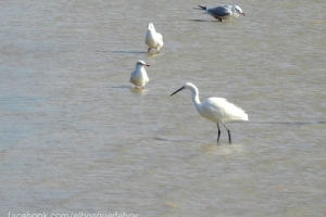 Garceta común, Egretta garzetta. Little egret.